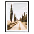 Cypress Path Framed Print 12X16