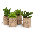 Succulent in Burlap Wrap 4"