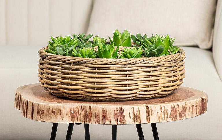 Succulent in Burlap Wrap 4"