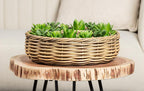 Succulent in Burlap Wrap 4"