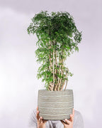 Large Wavy Ripple Planter 5.5H