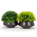 Grassy Plant in Low Pot 4"H