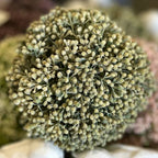 Mini Bud Orb 4.5"H