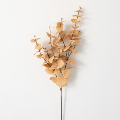 Brown Eucalyptus Stem