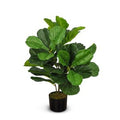 Fiddle Leaf Fig Tree