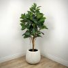 Ficus Tree 62'