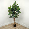 Ficus Tree 62'