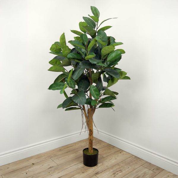 Ficus Tree 62'