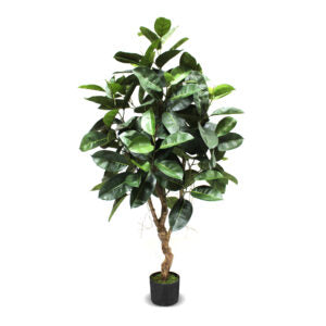 Ficus Tree 62'