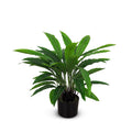 Calathea in Pot