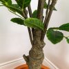 Faux Potted Lemon Tree 7 Foot