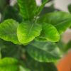 Faux Potted Lemon Tree 7 Foot