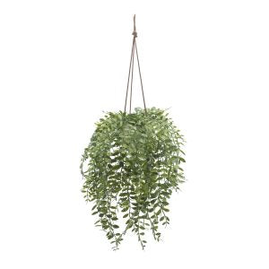 Hanging Rhipsalis Cereuscula