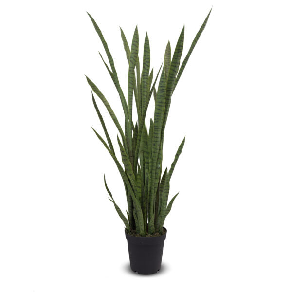 Sansevieria 60"