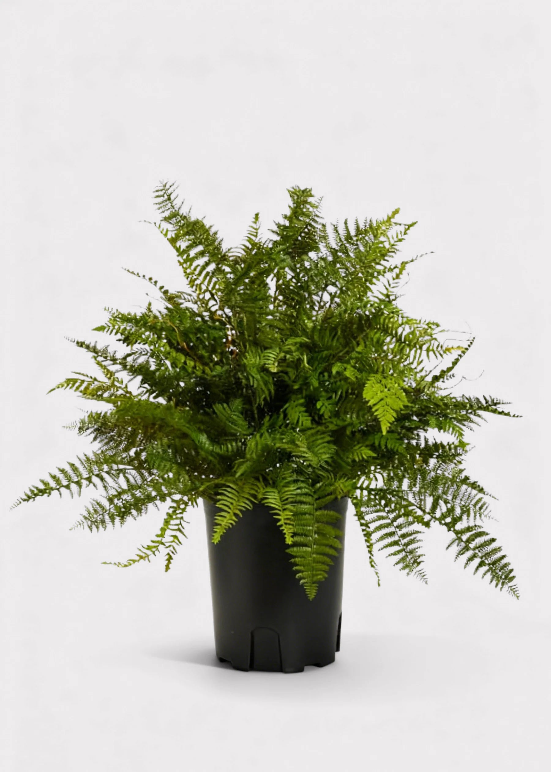 36" Artificial Fern Plant