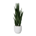 Potted Sansevieria