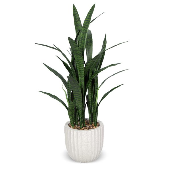 Potted Sanseveria