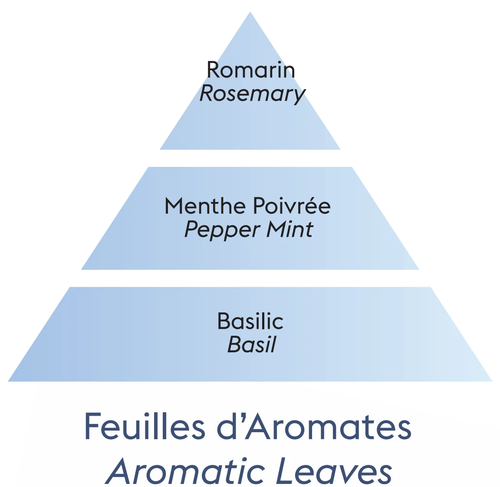 Aroma Focus